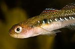 Gobiusculus flavescens